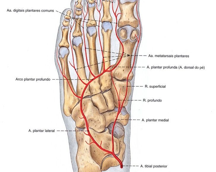 Artérias do Membro Inferior